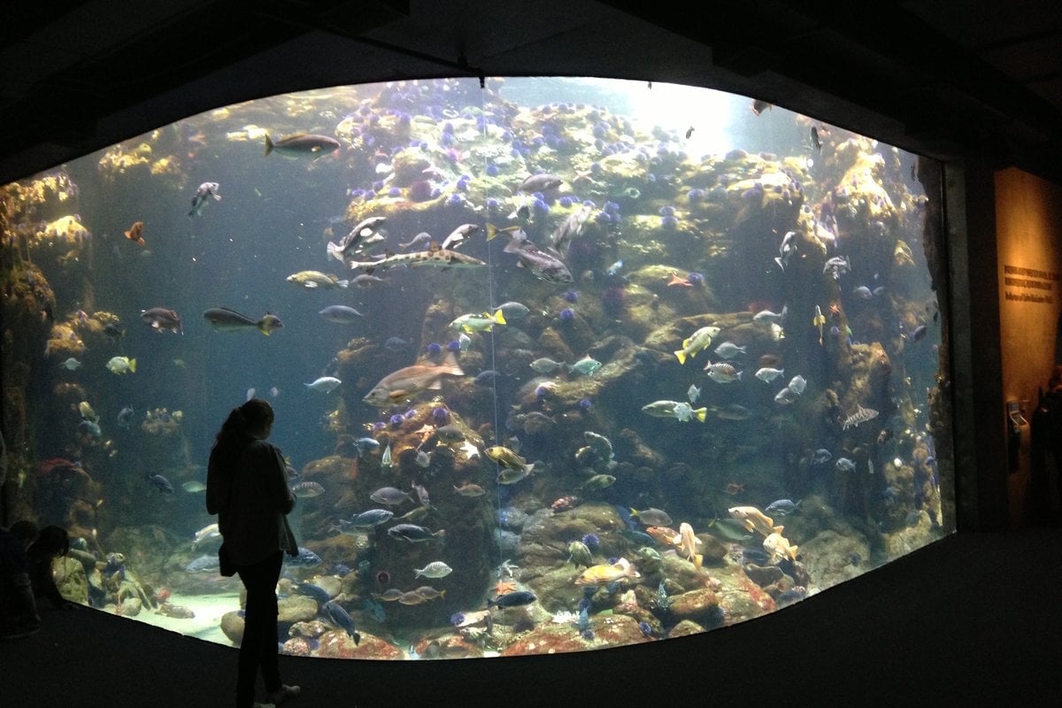Steinhart Aquarium - Gallery Image 2